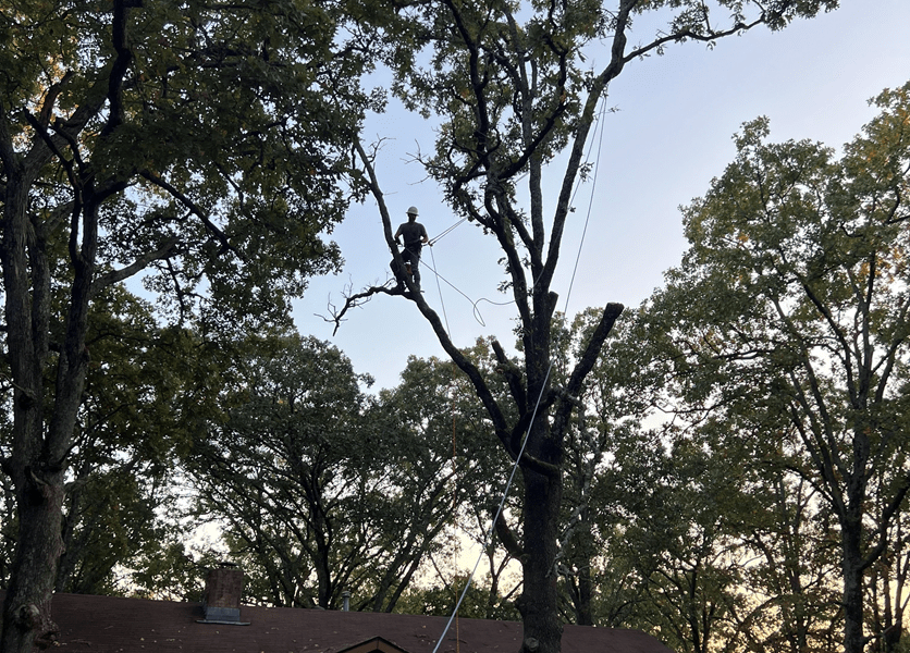 An arborist is tied in with ropes in a tree above a house