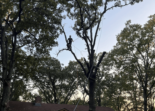 An arborist is tied in with ropes in a tree above a house