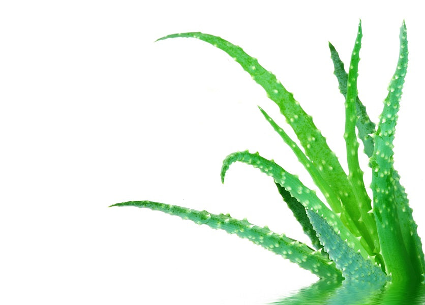 Aloe vera leaf beside a natural topical pain relief cream used for joint pain, muscle pain, and skin care